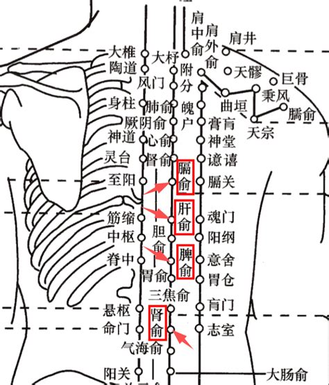 背穴|背俞穴